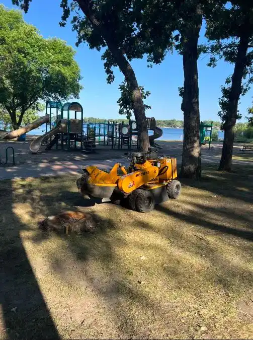 West Metro Stump Grinding - Removing stump at park by Lake Minnetonka in Excelsior, Minnesota